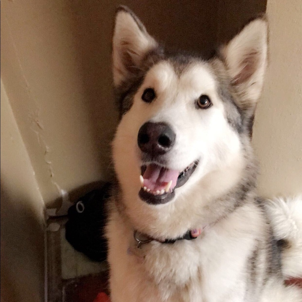 Meet your Posher, Kristen